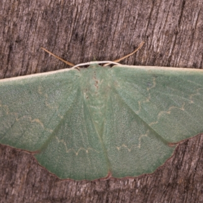 Prasinocyma undescribed species MoV1 (An Emerald moth) at Melba, ACT - 20 Feb 2022 by kasiaaus