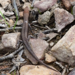 Lampropholis guichenoti (Common Garden Skink) at Boro, NSW - 1 Apr 2020 by Paul4K