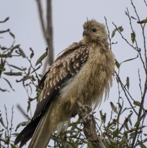 Haliastur sphenurus at Fyshwick, ACT - 6 Apr 2022 04:14 PM