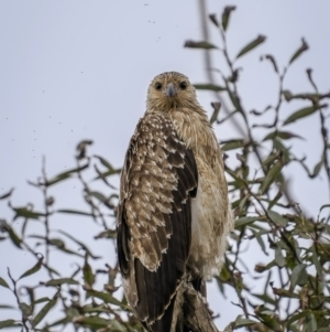 Haliastur sphenurus at Fyshwick, ACT - 6 Apr 2022 04:14 PM