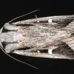 Proteuxoa chrysospila (Blunt Noctuid) at Ainslie, ACT - 25 May 2020 by jb2602