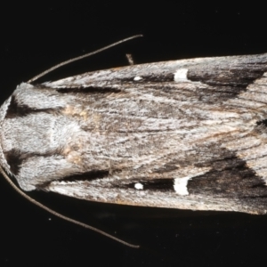 Proteuxoa chrysospila at Ainslie, ACT - 25 May 2020