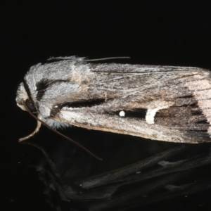 Proteuxoa chrysospila at Ainslie, ACT - 25 May 2020