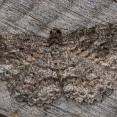 Ectropis fractaria (Ringed Bark Moth) at Melba, ACT - 19 Feb 2022 by kasiaaus