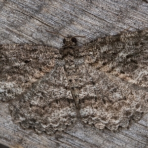 Ectropis fractaria at Melba, ACT - 20 Feb 2022