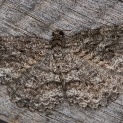 Ectropis fractaria (Ringed Bark Moth) at Melba, ACT - 20 Feb 2022 by kasiaaus