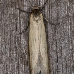 Philobota pilipes (A concealer moth) at Melba, ACT - 20 Feb 2022 by kasiaaus