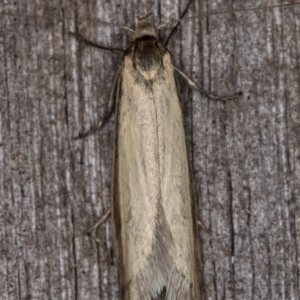 Philobota pilipes at Melba, ACT - 20 Feb 2022