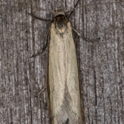 Philobota pilipes (A concealer moth) at Melba, ACT - 19 Feb 2022 by kasiaaus