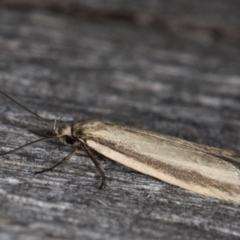 Philobota pilipes at Melba, ACT - 20 Feb 2022