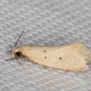 Oecophoridae provisional species 11 at Melba, ACT - 20 Feb 2022