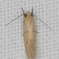 Oecophoridae provisional species 11 at Melba, ACT - 20 Feb 2022