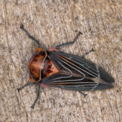 Eurymeloides lineata (Lined gumtree hopper) at Melba, ACT - 20 Feb 2022 by kasiaaus