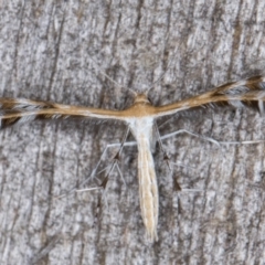 Sphenarches anisodactylus (Geranium Plume Moth) at Melba, ACT - 20 Feb 2022 by kasiaaus