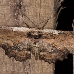 Pholodes sinistraria (Sinister or Frilled Bark Moth) at Melba, ACT - 20 Feb 2022 by kasiaaus