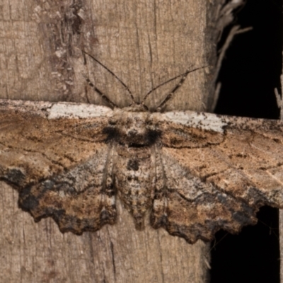 Pholodes sinistraria (Sinister or Frilled Bark Moth) at Melba, ACT - 20 Feb 2022 by kasiaaus