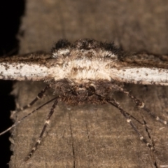 Pholodes sinistraria at Melba, ACT - 20 Feb 2022 09:34 PM