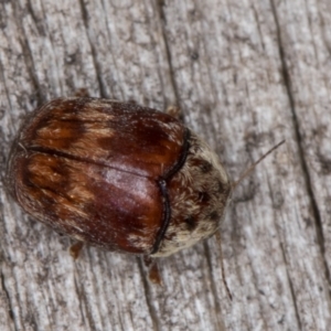 Elaphodes pilula at Melba, ACT - 20 Feb 2022 09:35 PM