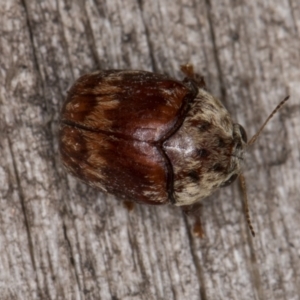 Elaphodes pilula at Melba, ACT - 20 Feb 2022