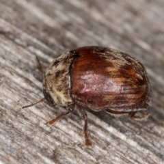 Elaphodes pilula at Melba, ACT - 20 Feb 2022