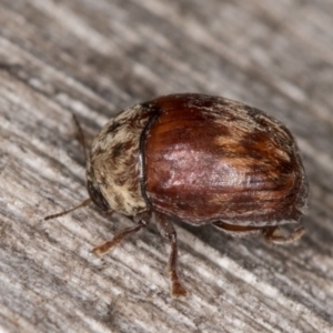 Elaphodes pilula at Melba, ACT - 20 Feb 2022 09:35 PM