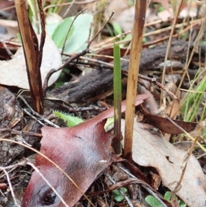 Calochilus platychilus at Cook, ACT - 2 Apr 2022