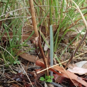 Calochilus platychilus at Cook, ACT - 2 Apr 2022