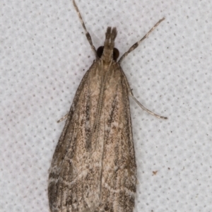 Eudonia cleodoralis at Melba, ACT - 20 Feb 2022