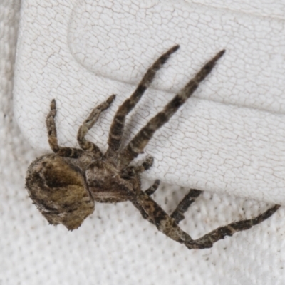 Sidymella hirsuta (Hairy crab spider) at Melba, ACT - 20 Feb 2022 by kasiaaus