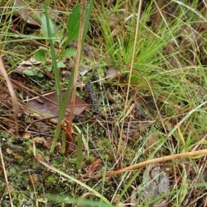 Thelymitra nuda at Cook, ACT - suppressed