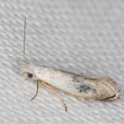 Tinea monophthalma (A fungus moth) at Melba, ACT - 20 Feb 2022 by kasiaaus