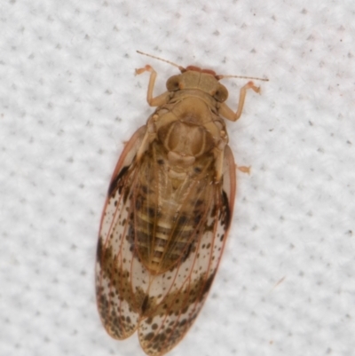 Unidentified Leafhopper & planthopper (Hemiptera, several families) at Melba, ACT - 20 Feb 2022 by kasiaaus