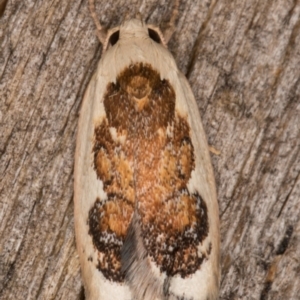 Garrha idiosema at Melba, ACT - 20 Feb 2022 11:37 PM