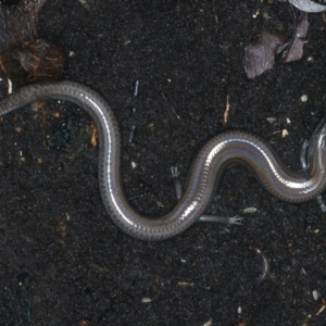 Hemiergis talbingoensis at Ainslie, ACT - 3 Apr 2022