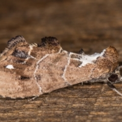 Arrade leucocosmalis (A Hypeninae moth) at Melba, ACT - 21 Feb 2022 by kasiaaus