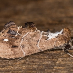 Arrade leucocosmalis at Melba, ACT - 21 Feb 2022