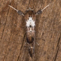 Arrade leucocosmalis at Melba, ACT - 21 Feb 2022