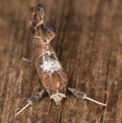 Arrade leucocosmalis at Melba, ACT - 21 Feb 2022 10:04 PM