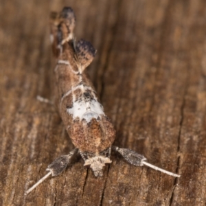 Arrade leucocosmalis at Melba, ACT - 21 Feb 2022