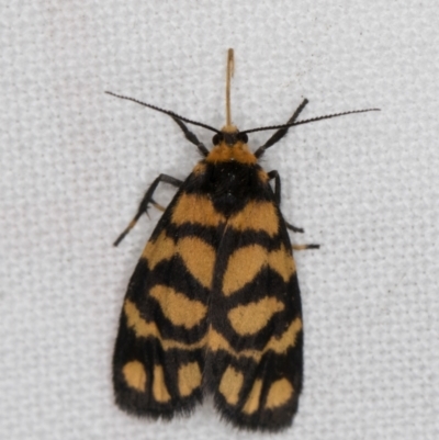 Asura lydia (Lydia Lichen Moth) at Melba, ACT - 20 Feb 2022 by kasiaaus