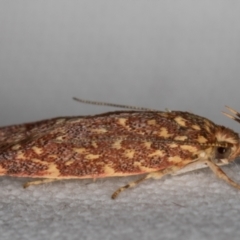 Syringoseca rhodoxantha (A concealer moth) at Melba, ACT - 20 Feb 2022 by kasiaaus