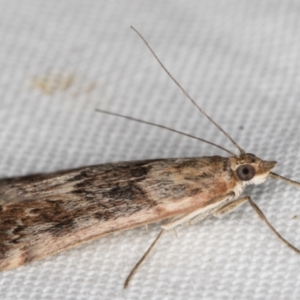 Achyra affinitalis at Melba, ACT - 20 Feb 2022 11:44 PM