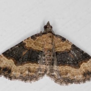 Epyaxa sodaliata at Melba, ACT - 20 Feb 2022 11:47 PM