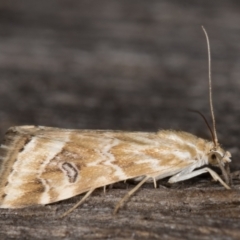 Hellula hydralis (Cabbage Centre Moth) at Melba, ACT - 21 Feb 2022 by kasiaaus