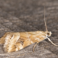 Hellula hydralis at Melba, ACT - 21 Feb 2022 09:59 PM