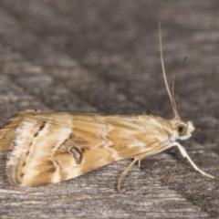 Hellula hydralis at Melba, ACT - 21 Feb 2022