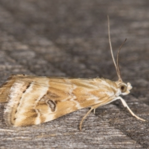 Hellula hydralis at Melba, ACT - 21 Feb 2022 09:59 PM