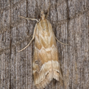 Hellula hydralis at Melba, ACT - 21 Feb 2022