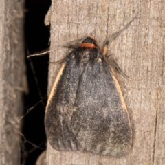 Castulo doubledayi (Doubleday's Footman) at Melba, ACT - 21 Feb 2022 by kasiaaus