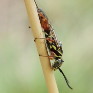 Agriomyia sp. (genus) at Aranda, ACT - 2 Apr 2022